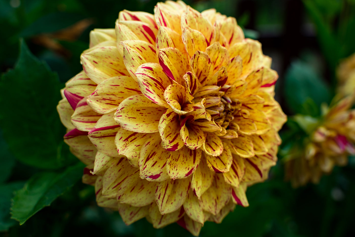 Dahlia Cambridge Bulbs