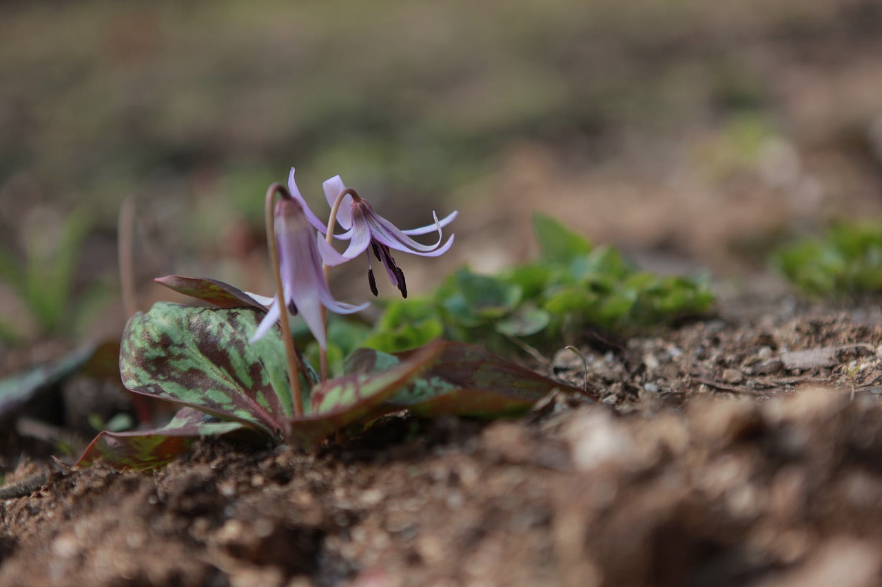 Erythronium Dens-Canis