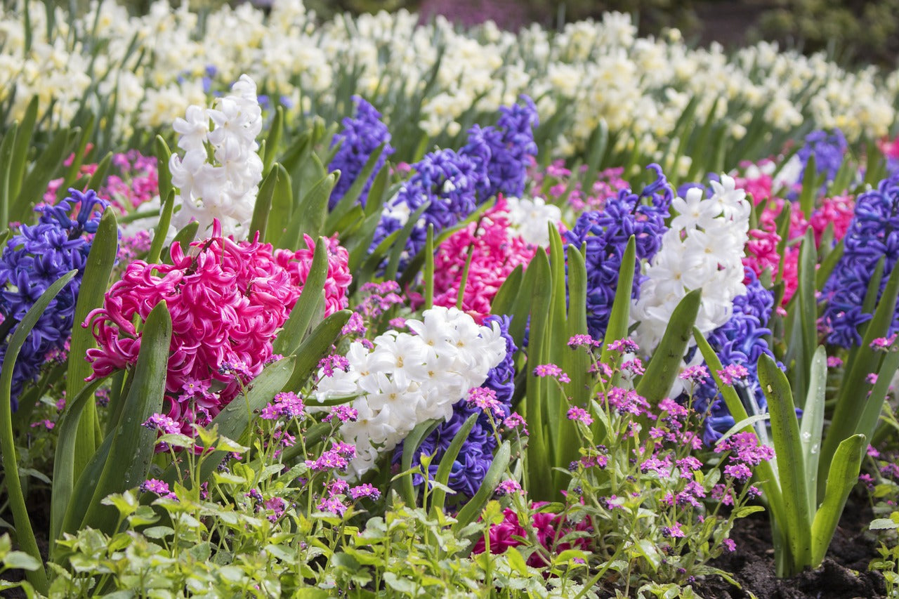 Hyacinth Bedding Mix