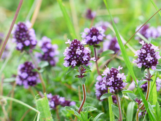 Betony Seed (Stachys Officinalis)