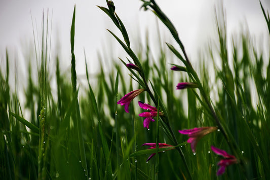 Gladioli Byzantinus Bulbs