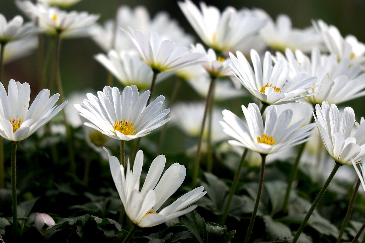 Anemone Blanda White Splendour